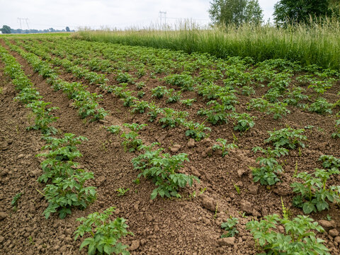 Potato plants growing in well-maintained field, showcasing agricultural practices and healthy crop development in rural landscape.
