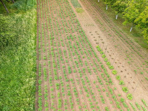 Aerial view of organized rows of green plants growing in a well-maintained agricultural field, highlighting healthy farming practices and sustainable cultivation methods.