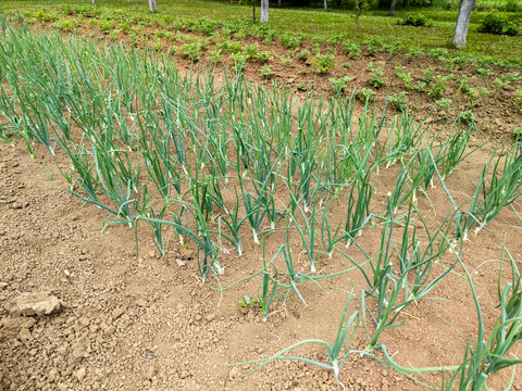 Fresh green onions growing in rows on cultivated soil in a vegetable garden, showcasing the beauty of homegrown produce and sustainable farming practices.