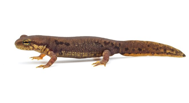 Detailed Profile View of a Juvenile Alpine Newt on White Background