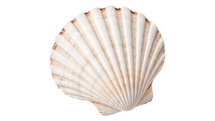 Beautiful natural white spiral sea shell marine bivalve object isolated on transparent background © novenko-png