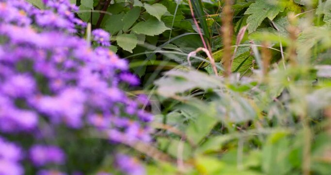 Lilac-colored asters in drops of water, these asters with wet petals represent a bright part of the autumn landscape in a private garden.