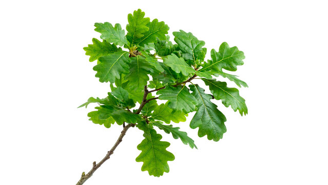 Small green oak tree branch with lush green leaves isolated on transparent background
