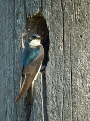 Fototapeta premium Alert tree swallow at hole with nest inside.