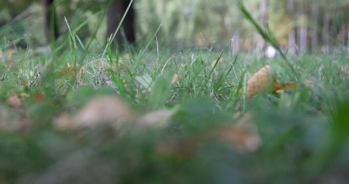 Green grass on the lawn, juicy grass grows in the clearing of the city park with the first fallen dry leaves during the day