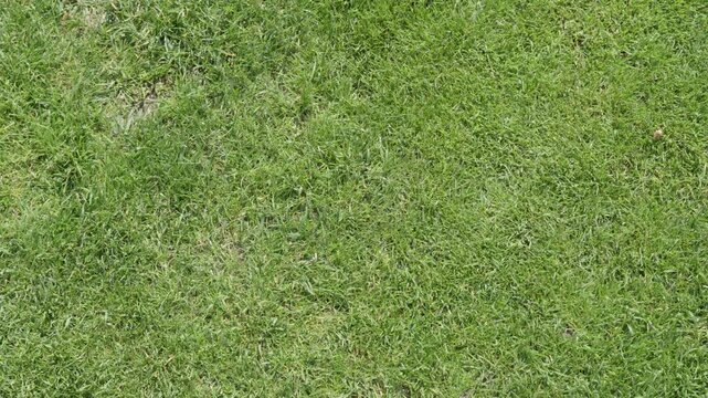 green lawn texture top view for natural grass background with healthy turf and fresh outdoor surface