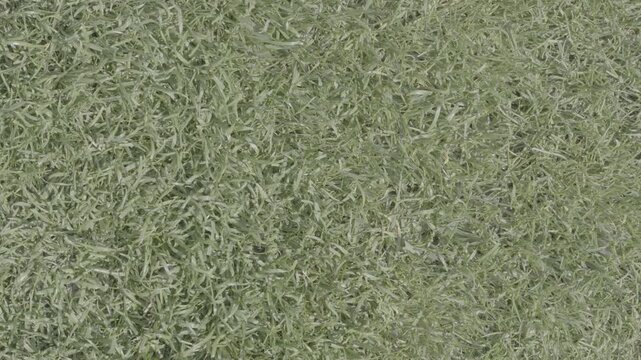 grass texture close up for natural background with dense green turf and seamless lawn surface