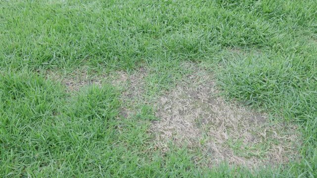 unhealthy lawn grass close up for drought damage concept with dry patch and worn turf