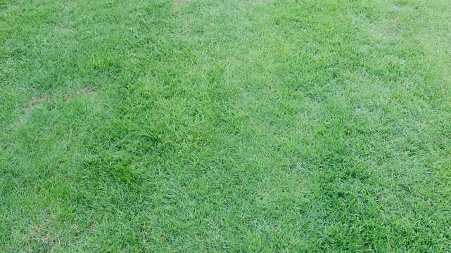 green lawn top view for landscaping background with healthy turf and natural grass texture