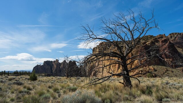 Dead Juniper Tree at Smith Rock State Park, Oregon, USA