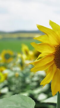 Sunflowers stand tall in a green field. The sky is cloudy and the sunflowers face the light. Green leaves surround the bright blooms. The scene is lively and natural.