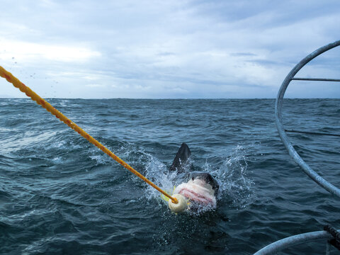 Great white shark teeth clamped shut around rope being hauled up onto boat