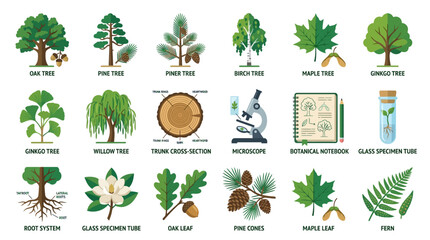 Flat lay of various tree types and botanical elements on a clean white background with educational labels. © ahmad