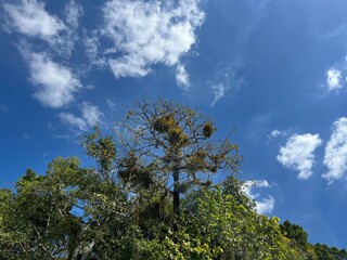 Fototapeta premium Tall tropical tree beneath a vivid blue sky with white clouds in a lush landscape, captured from below during daylight with a peaceful and refreshing natural atmosphere.
