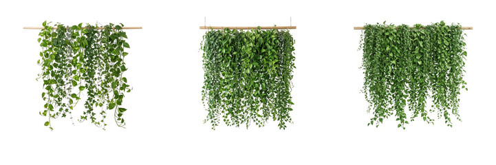 Set of lush green hanging wall plant trailing vine on wooden rod isolated on transparent background png for interior home design © Stock C