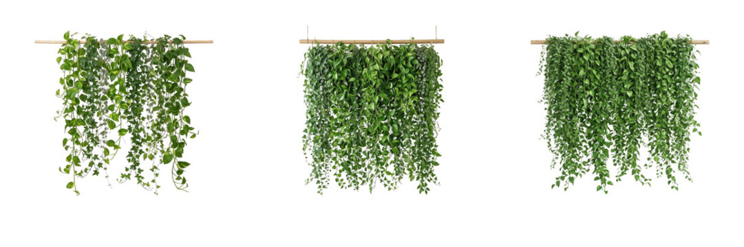 Set of lush green hanging wall plant trailing vine on wooden rod isolated on transparent background png for interior home design