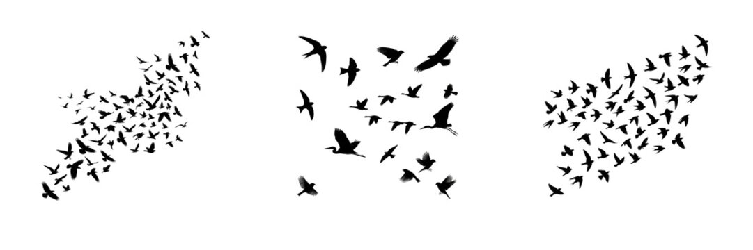 Set of black silhouette flock of flying birds isolated on transparent background png for nature wildlife sky graphic design