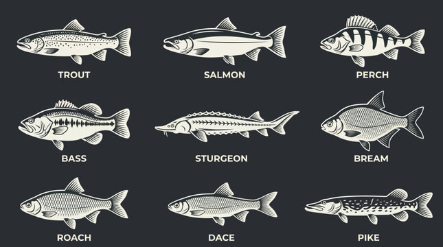 A monochrome flat vector icon set of 9 detailed river fish including trout, salmon, perch, bass, sturgeon, bream, roach, dace, and pike, natural fin structures, realistic scales