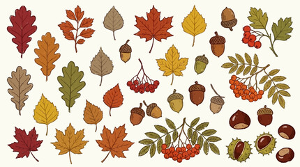 Large hand drawn collection of colorful autumn leaves featuring rowan berries acorn and chestnut foliage isolated on white background for seasonal harvest design elements and vector illustration. © Thai