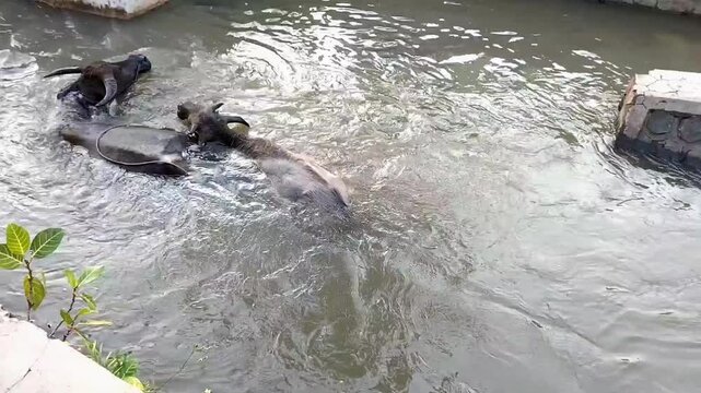 Water buffaloes are commonly found soaking or bathing in rivers to cool down. Indonesia. Footage.
