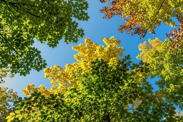 Fototapeta premium Green and yellow autumn tree leaves against clear blue sky. Looking up through canopy showing seasonal color change. Nature beauty in a forest park.