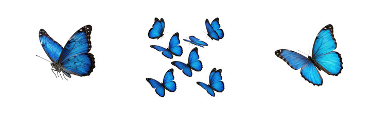 Set or collection of beautiful blue flying butterflies nature insect wildlife summer graphic design isolated transparent background png © Abu