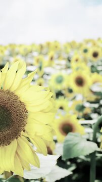 A field of sunflowers stretches across the landscape with many yellow blossoms facing the sun. The scene shows lush green leaves and a cloudy sky above in summer.