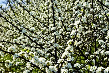 Fototapeta premium Blackthorn branches with many small white flowers. Bush blooms in early spring season. Nature shows new life growth with delicate petals on dark stems. Green grass background.