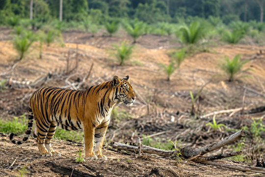 Sumatran Tiger Facing Cleared and Logged Forest Land