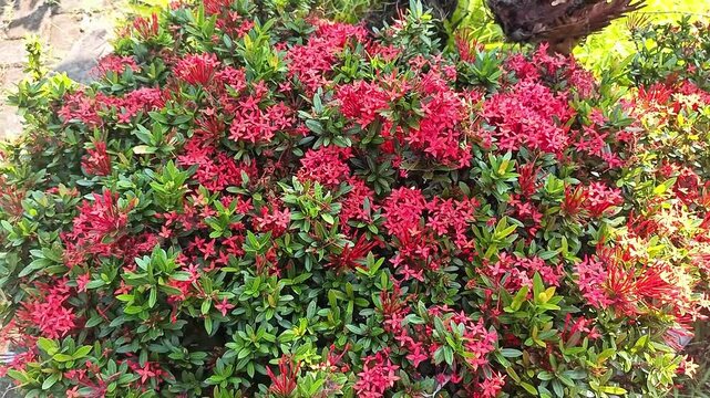 Lush red ixora flowers blooming on a green bush outdoors