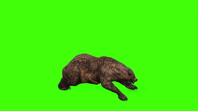 4k grizzly bear attack top view loop animation isolated on Green Screen, 3D brown bear attacking on enemy rendering on chroma key, Scientific name, Ursus arctos horribilis, easy to remove background
