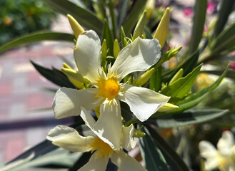 Fototapeta premium Beautiful blossom white Oleander (Nerium oleander)
