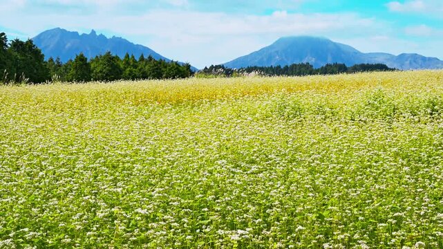 秋の阿蘇山と700万本のそばの花畑・広大な田園風景
（熊本県阿蘇市波野）
Mount Aso in autumn, a field of 7 million buckwheat flowers, and a vast rural landscape
(Nano, Aso City, Kumamoto Prefecture)