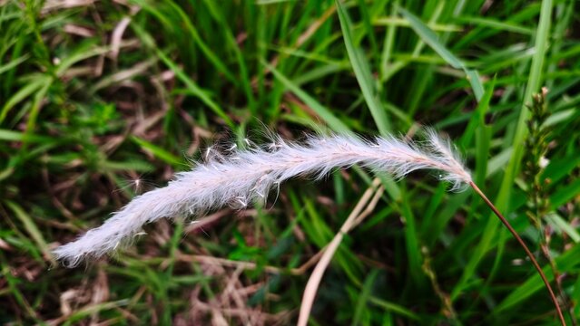 Close-up of fluffy white flower spike of imperata cylindrica cogon grass in a green field (1)