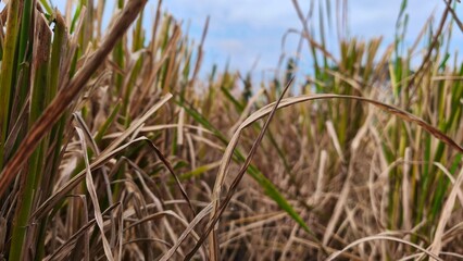 Fototapeta premium View of drying rice plants on farmland against blue sky (2)