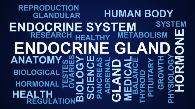 Endocrine Gland Word Cloud