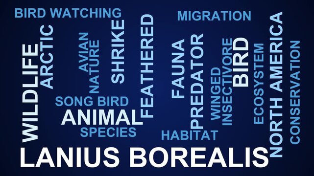 Lanius Borealis Word Cloud