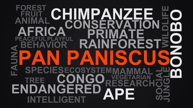 Pan Paniscus Word Cloud