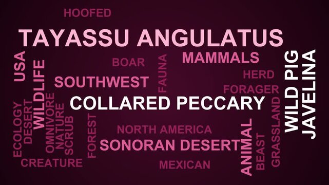Tayassu Angulatus Word Cloud