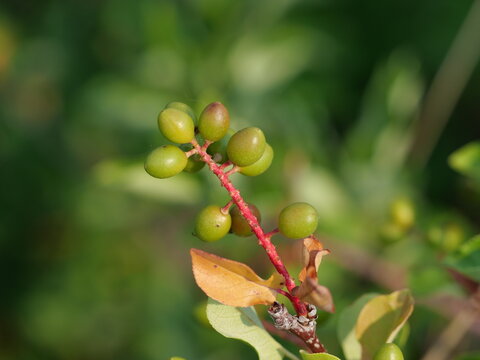 Developing Chokecherry (Prunus virginiana) Green Fruits at Marshall Mesa Trail, Boulder, Colorado