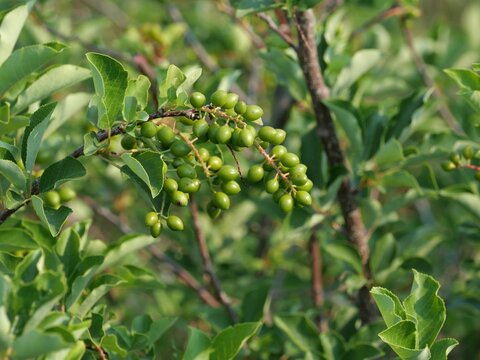 Developing Chokecherry (Prunus virginiana) Fruits at Marshall Mesa Trail, Boulder, Colorado