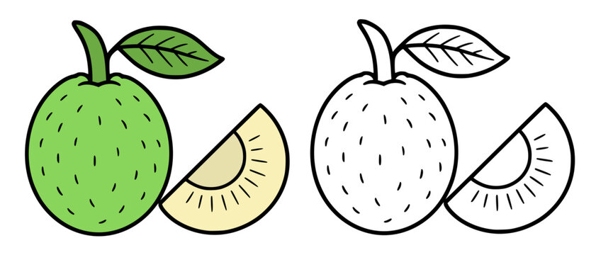 Minimalist breadfruit icon, line art and colored illustration, for coloring page