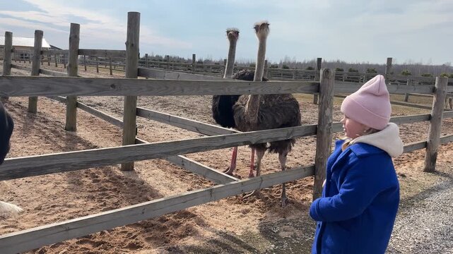 Brave child carefully offering snacks to friendly giant birds at a family-friendly petting zoo.