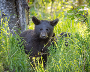 black bear cub in the woods © Gregory