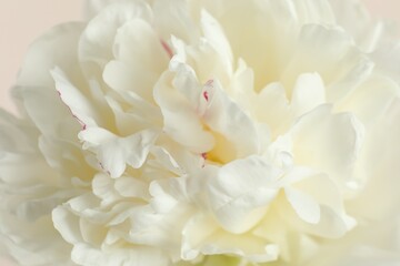 Fototapeta premium Beautiful white peony flower on beige background, closeup