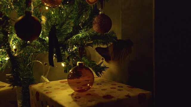 Curious Siamese Cat Hiding Under a Decorated Christmas Tree Beside Wrapped Gifts and Glowing Lights, Cozy Holiday Home, Playful Pet and Festive Spirit