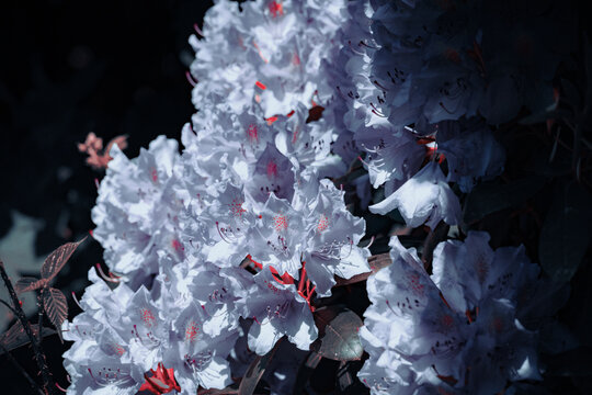 flower in snow