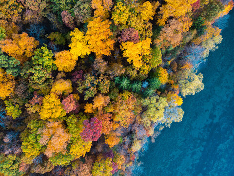 Aerial view of vibrant autumn foliage in a dense forest bordering the deep blue waters of a lake in Ithaca, New York, United States.