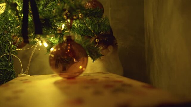Curious Siamese Cat Watching From Behind Christmas Tree Branches Near Wrapped Gifts and Golden Ornaments, Warm Holiday Lights, Cozy Home and Festive Season