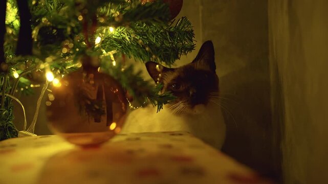 Close Up of a Siamese Cat Looking Through Christmas Tree Branches Beside Wrapped Gifts and Warm Fairy Lights, Cozy Holiday Atmosphere and Winter Celebration